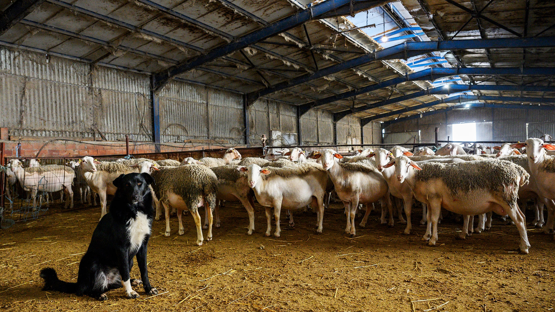 ΥΠΑΑΤ: Επιπλέον 10 εκατ. € στις Περιφέρειες για αποζημιώσεις λόγω ευλογιάς