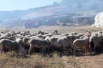 Αίρονται τα περιοριστικά μέτρα έκτακτης ανάγκης για την ευλογιά στην Π.Ε. Φλώρινας
