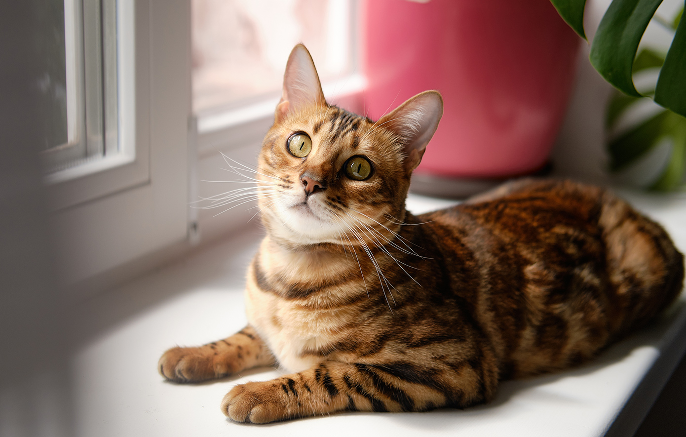 Επτά γάτες έχασαν τη ζωή τους από ασφυξία σε διαμέρισμα στη Θεσσαλονίκη