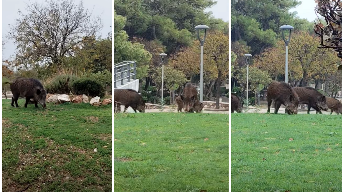Αγριογούρουνα εισβάλλουν στην κεντρική πλατεία Θρακομακεδόνων – Ανεμπόδιστα ανάμεσα σε καφέ και καταστήματα – Δείτε το βίντεο