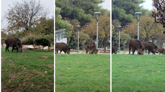 Αγριογούρουνα εισβάλλουν στην κεντρική πλατεία Θρακομακεδόνων – Ανεμπόδιστα ανάμεσα σε καφέ και καταστήματα – Δείτε το βίντεο