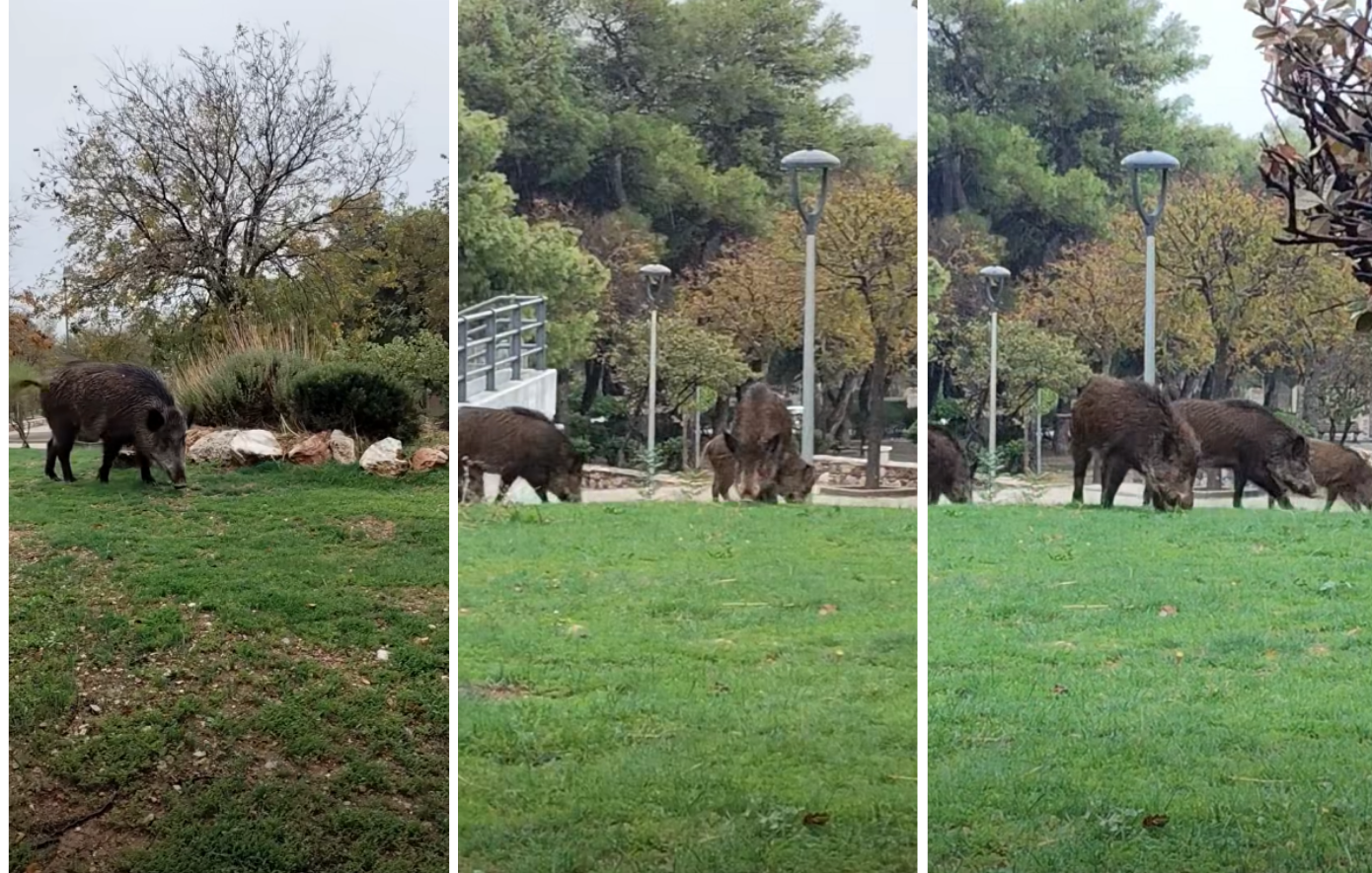 Αγριογούρουνα εισβάλλουν στην κεντρική πλατεία Θρακομακεδόνων – Ανεμπόδιστα ανάμεσα σε καφέ και καταστήματα – Δείτε το βίντεο