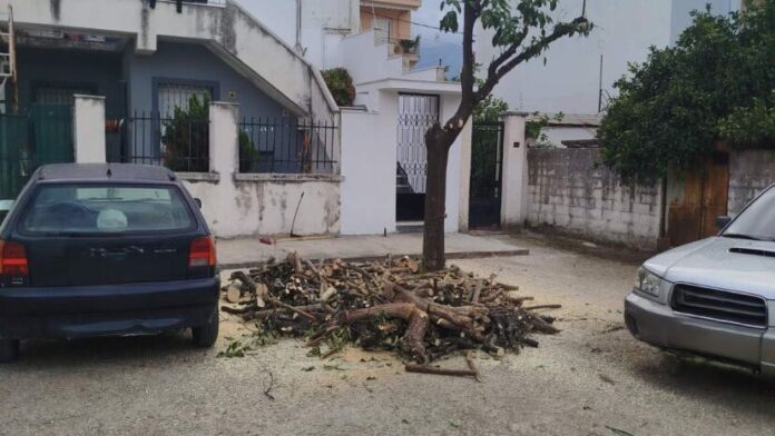 Μήνυση για παράνομη κοπή δέντρων από τον Δήμο Πατρέων