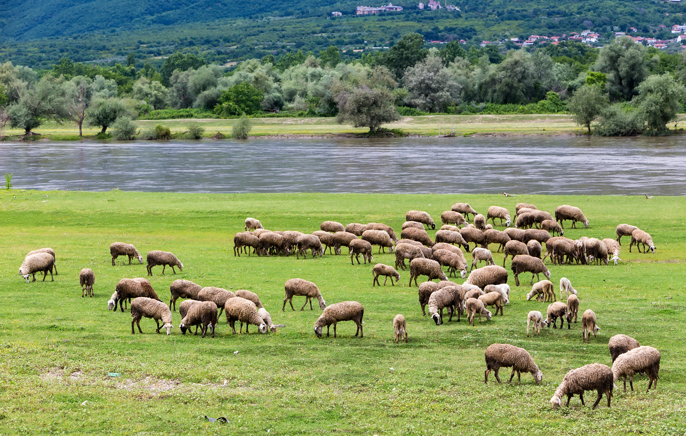 Αδιάκοπη η σύγκρουση επιστημόνων και κτηνοτρόφων ενάντια στην ευλογιά – «Δεν θα μείνουμε άπραγοι»