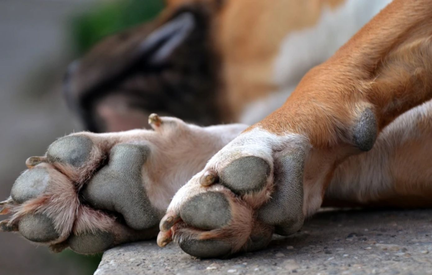 Αμοιβή 1.500 ευρώ για τον δράστη που βίασε σκύλο στην Ηλεία