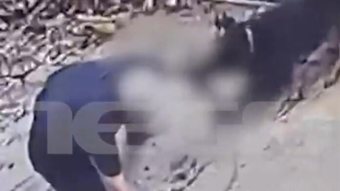 Η στιγμή που το Ροτβάιλερ επιτίθεται στον ιδιοκτήτη του στην Καλαμάτα – Σοκαριστικές εικόνες