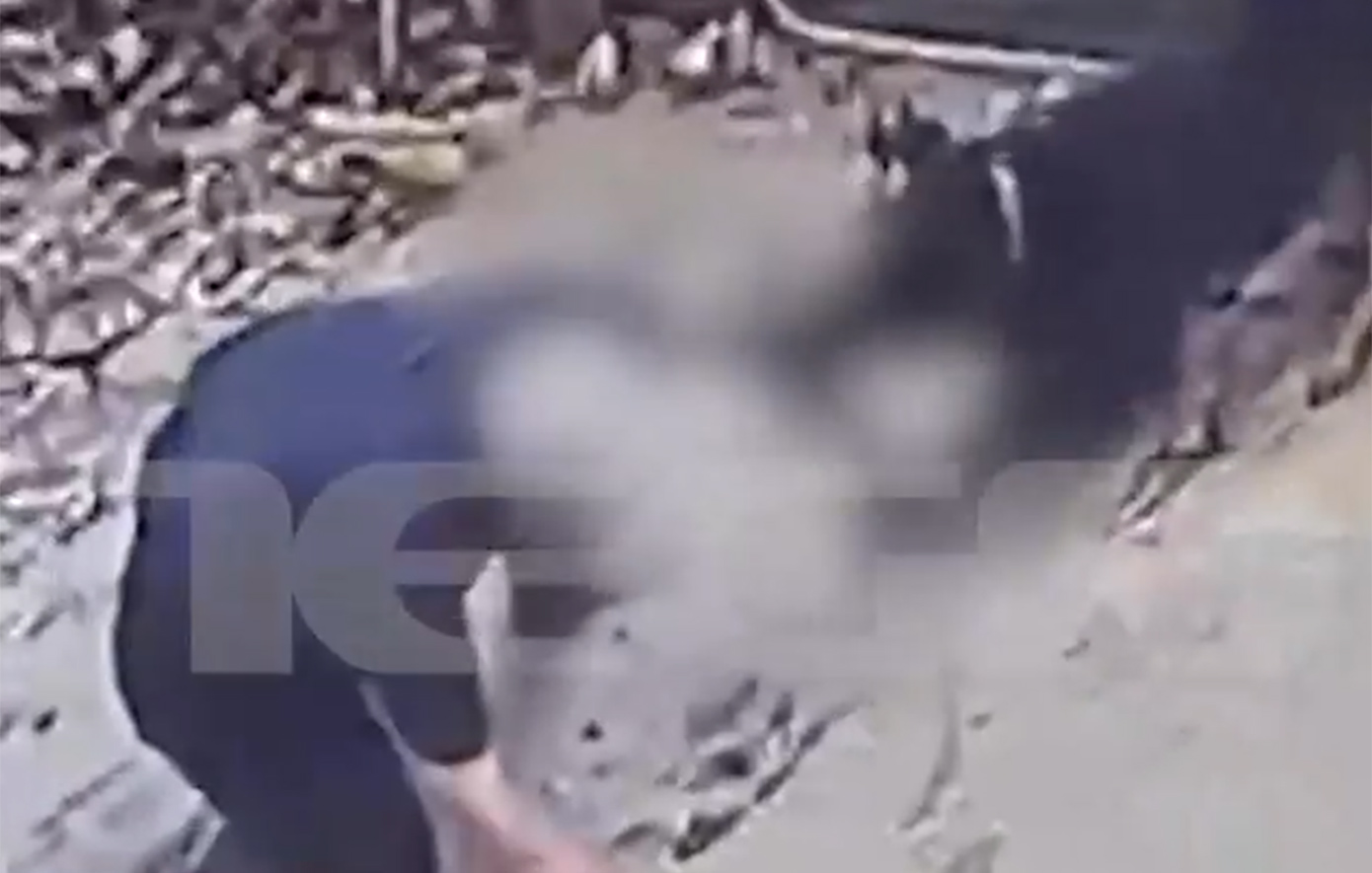 Η στιγμή που το Ροτβάιλερ επιτίθεται στον ιδιοκτήτη του στην Καλαμάτα – Σοκαριστικές εικόνες