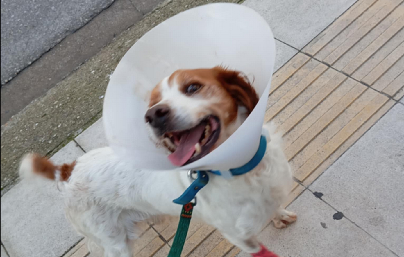 Εκτός κινδύνου ο σκύλος που κακοποιήθηκε στην Ηλεία: «Περπατάει, είναι χαρούμενος», λέει η φιλοζωική