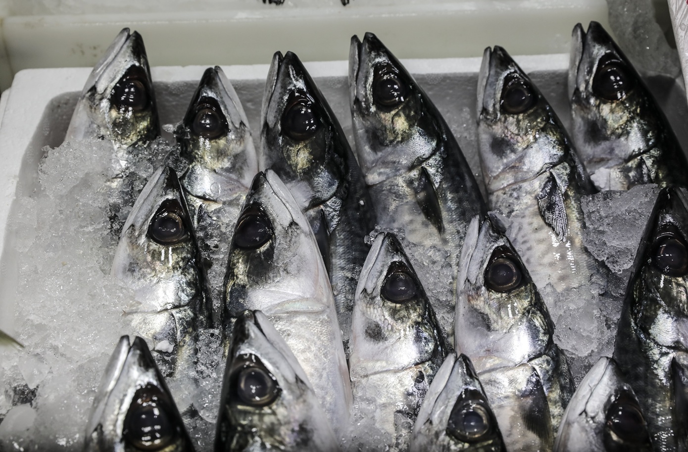 Επιχείρηση κατά του παρεμπορίου στις λαϊκές αγορές του Πειραιά – Κατασχέθηκαν μεγάλες ποσότητες ψαριών