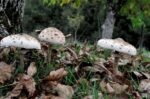 Σε σταθερή αλλά κρίσιμη κατάσταση το ζευγάρι που δηλητηριάστηκε από μανιτάρια στην Έδεσσα – Το μήνυμα του γιου τους