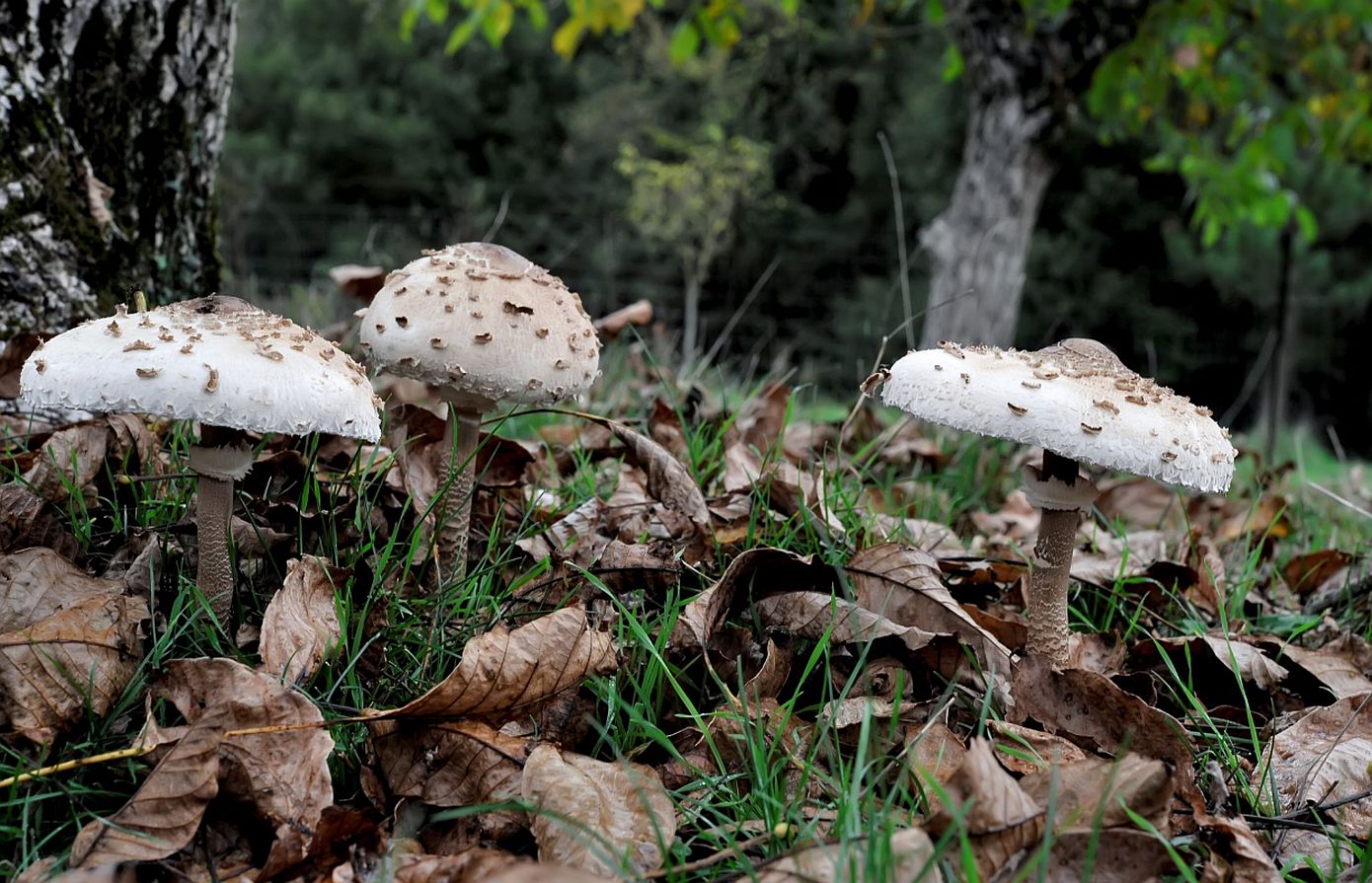 Σε σταθερή αλλά κρίσιμη κατάσταση το ζευγάρι που δηλητηριάστηκε από μανιτάρια στην Έδεσσα – Το μήνυμα του γιου τους