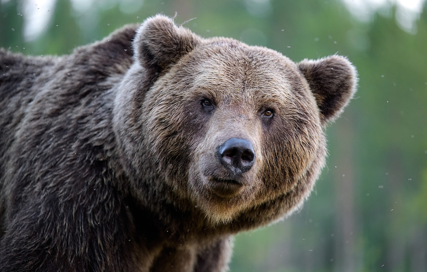 Αρκούδα δολοφονήθηκε με όπλο στη Δράμα και αποκεφαλίστηκε – «Εγκληματικές ενέργειες»