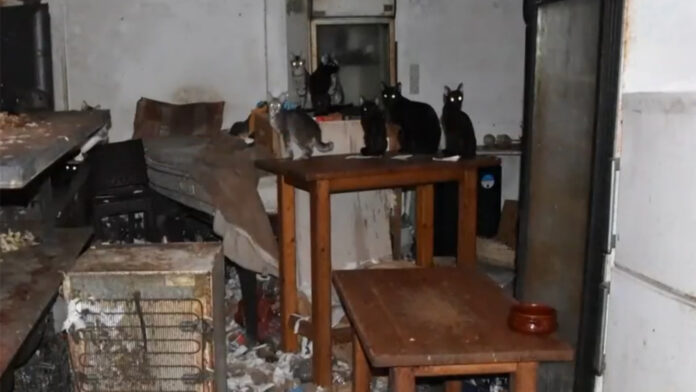 Πρόστιμο άνω των 1,7 εκατ. ευρώ σε κάτοικο της Δονούσας – Κρατούσε 58 γάτες φυλακισμένες ανάμεσα σε σκουπίδια