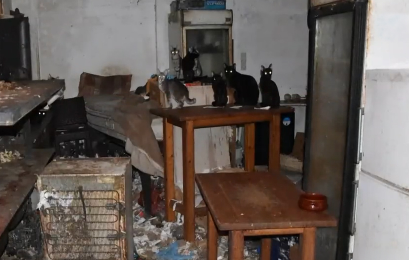 Πρόστιμο άνω των 1,7 εκατ. ευρώ σε κάτοικο της Δονούσας – Κρατούσε 58 γάτες φυλακισμένες ανάμεσα σε σκουπίδια