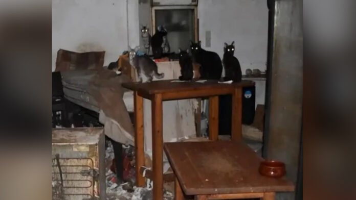 Φυλάκιση για τον «συλλέκτη – κακοποιητή ζώων του Μοσχάτου» και πρόστιμο 1,7 εκατ. ευρώ για 58 αδύναμες γάτες