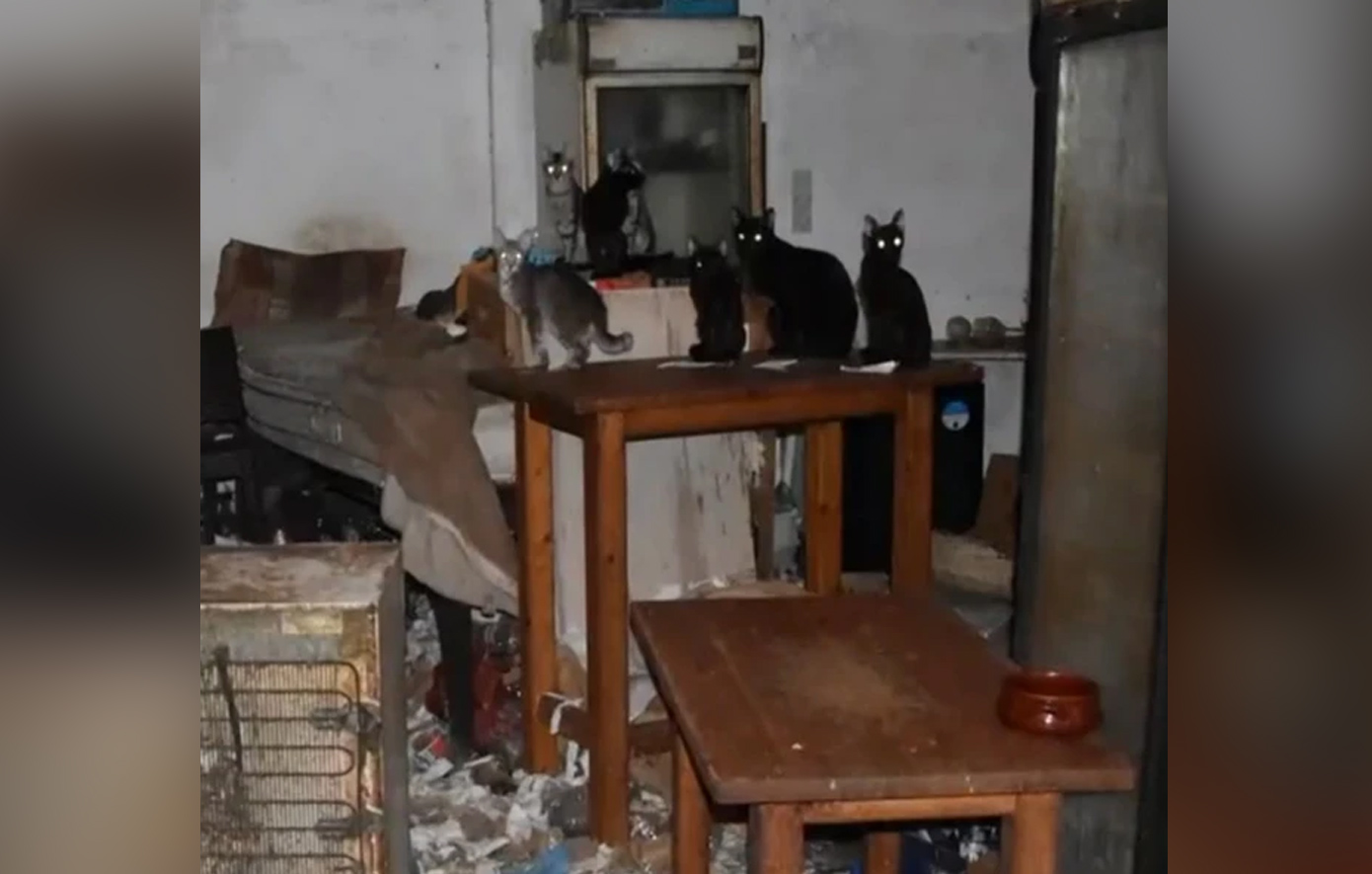 Φυλάκιση για τον «συλλέκτη – κακοποιητή ζώων του Μοσχάτου» και πρόστιμο 1,7 εκατ. ευρώ για 58 αδύναμες γάτες