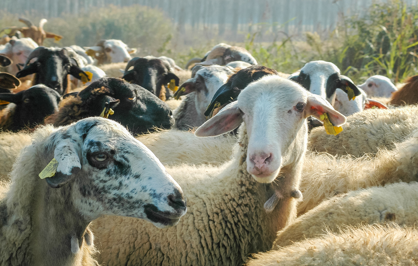 Επεκτείνονται τα προληπτικά μέτρα για την ευλογιά των αιγοπροβάτων στην Κρήτη