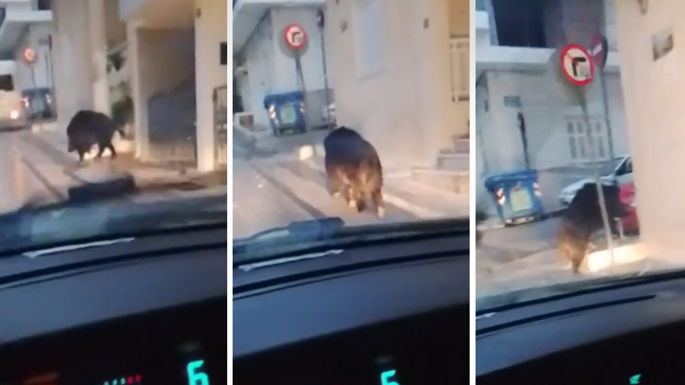 Αγριογούρουνο ξεκίνησε να… περιφέρεται στο Περιστέρι – Δείτε το βίντεο