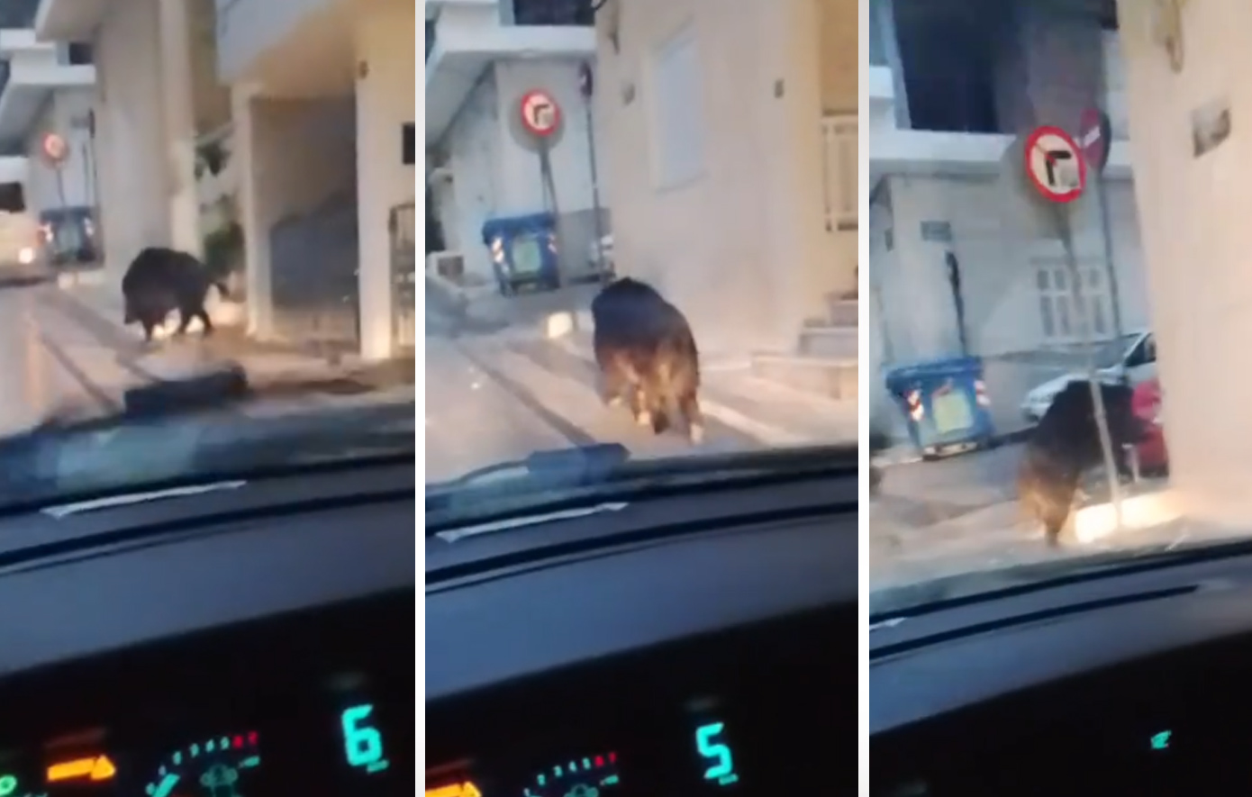 Αγριογούρουνο ξεκίνησε να… περιφέρεται στο Περιστέρι – Δείτε το βίντεο