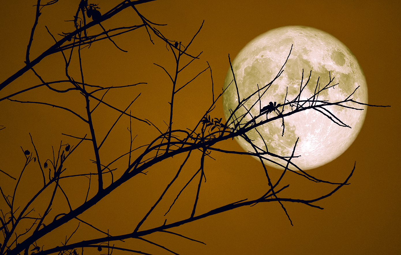 Φεγγάρι του Κάστορα: Απόψε η πανσέληνος του Νοεμβρίου και οι σημασίες της