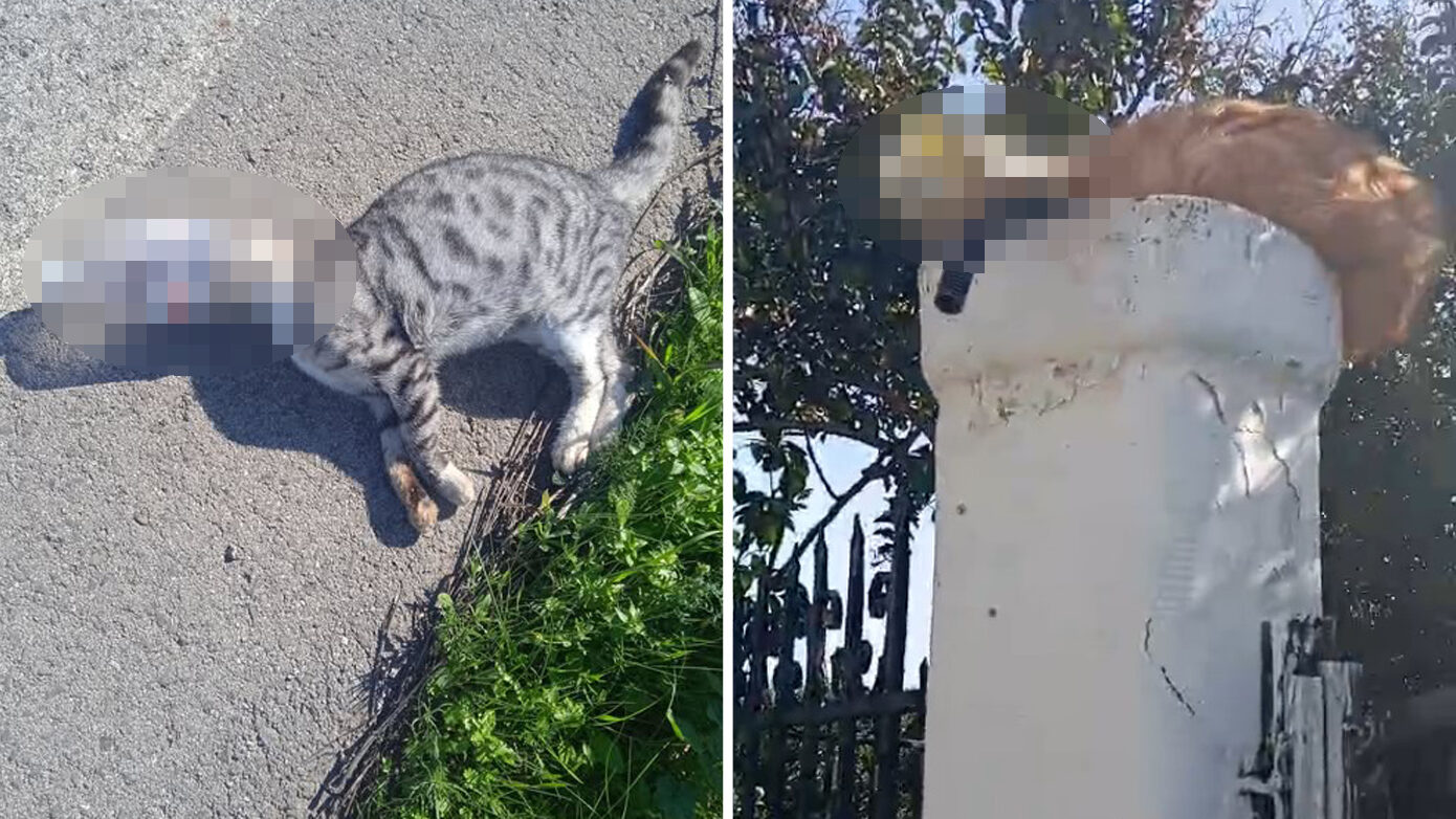 Συγκλονιστικά περιστατικά κακοποίησης ζώων στην Ηλεία – Ανακαλύφθηκαν γάτες παγιδευμένες σε μπουκάλια, μία νεκρή