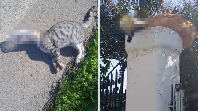 Συγκλονιστικά περιστατικά κακοποίησης ζώων στην Ηλεία – Ανακαλύφθηκαν γάτες παγιδευμένες σε μπουκάλια, μία νεκρή