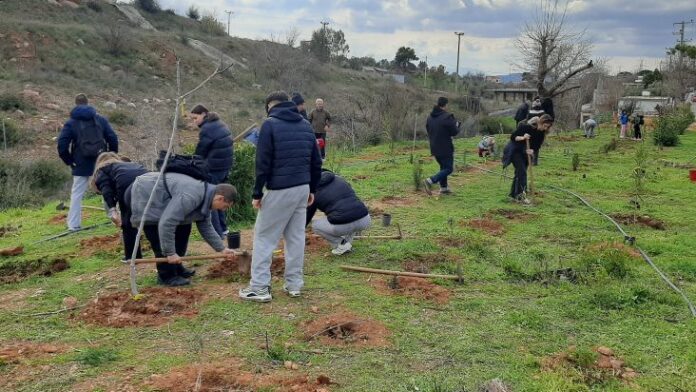 5η Εθελοντική Φύτευση Δέντρων στον Κοκκιναρά Κηφισιάς από τον ΣΠΑΠ