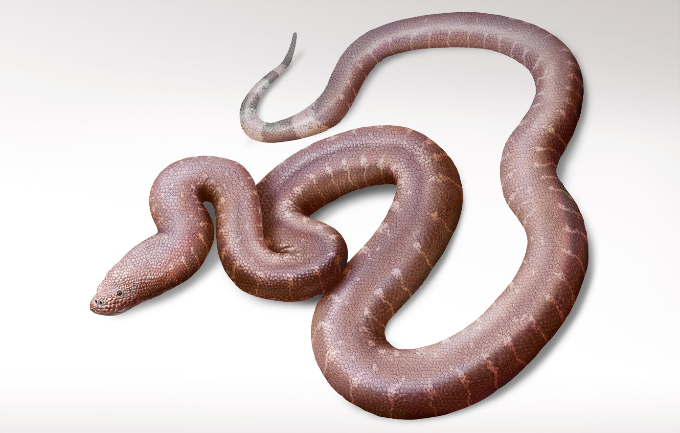 Έλληνας παλαιοντολόγος εντόπισε νέο είδος φιδιού από 37 εκατομμύρια χρόνια πριν: Ποιο όνομα του έδωσε