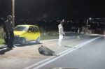 Δήμαρχος Νεάπολης Συκεών: Λάβετε επιτέλους δράση για τα αγριογούρουνα