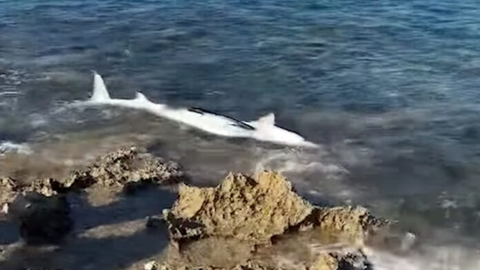 Καρχαρίας εντοπίστηκε σε ακτή του Σταυρού στα Χανιά – Δείτε το βίντεο