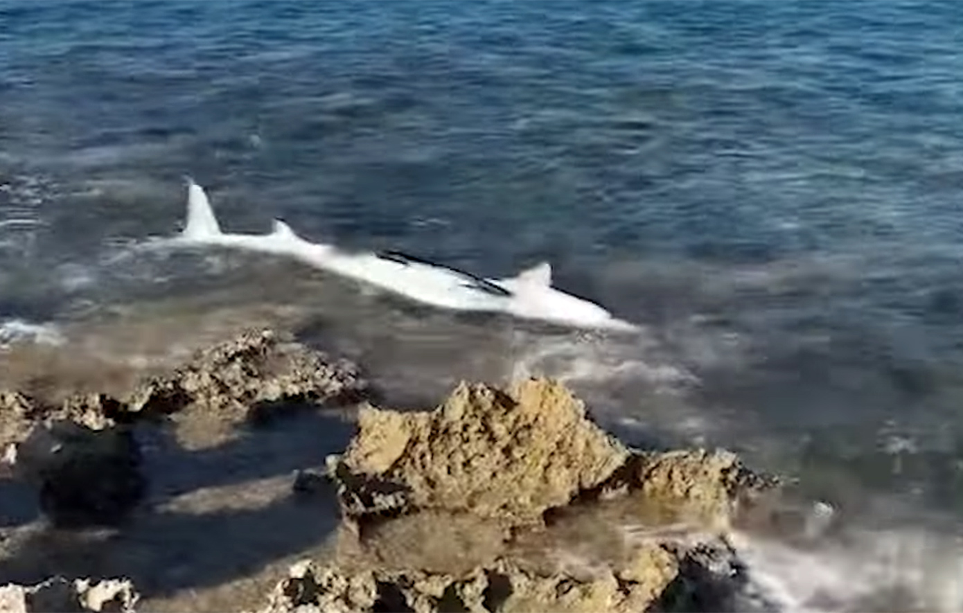 Καρχαρίας εντοπίστηκε σε ακτή του Σταυρού στα Χανιά – Δείτε το βίντεο