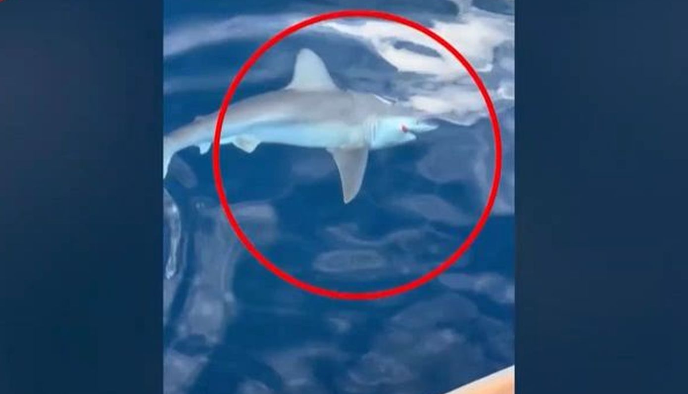 Καρχαρίας τριών μέτρων αλιεύθηκε στην Αργολίδα – «Ψάρευα όταν ξαφνικά με βρήκε το θηρίο»