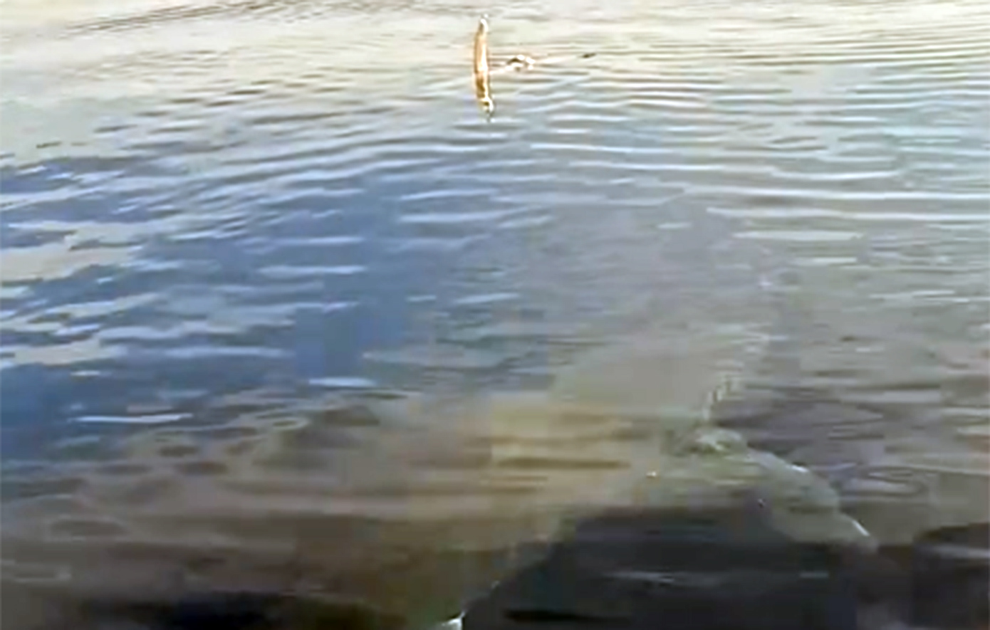 Γιγάντιος καρχαρίας εντοπίστηκε στα ανοιχτά της Καρπάθου – Τον κατέγραψαν αλιείς