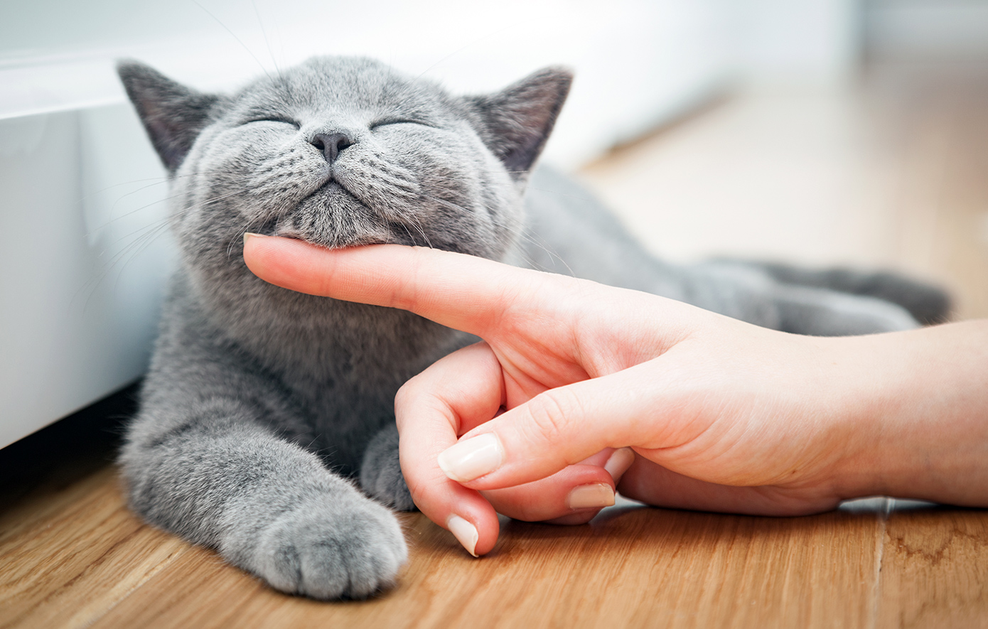 Αναπάντεχη αγγελία: Απαραίτητη προϋπόθεση για υποψήφιους η κατοχή κατοικίδιων