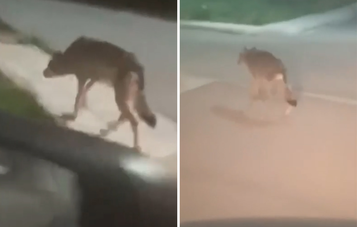 Λύκος θεάθηκε να περιφέρεται σε Πετρούπολη και Άνω Λιόσια – Δείτε το βίντεο