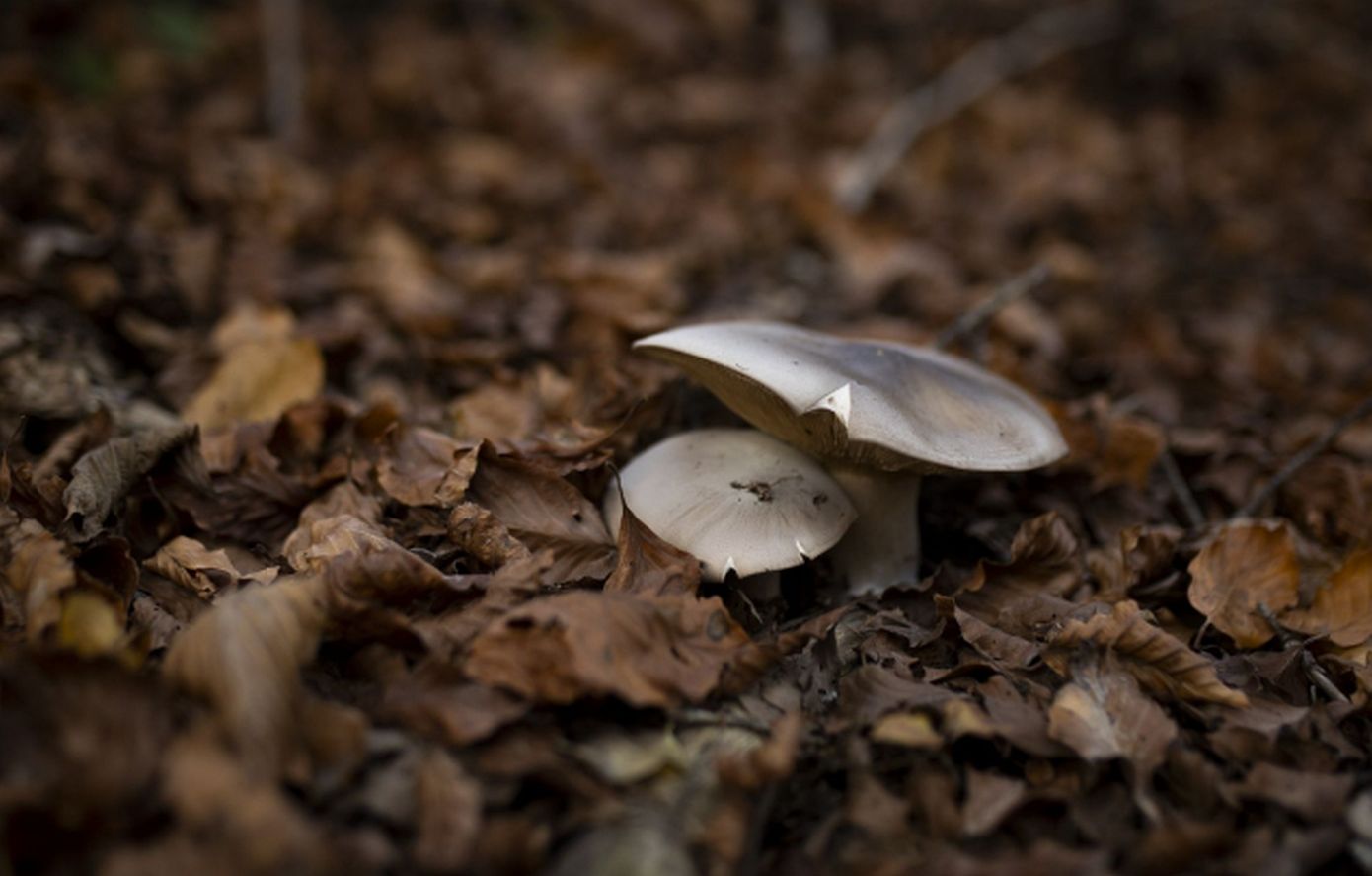 Έδεσσα: Εκτός κινδύνου το ζευγάρι που έφαγε τοξικά μανιτάρια