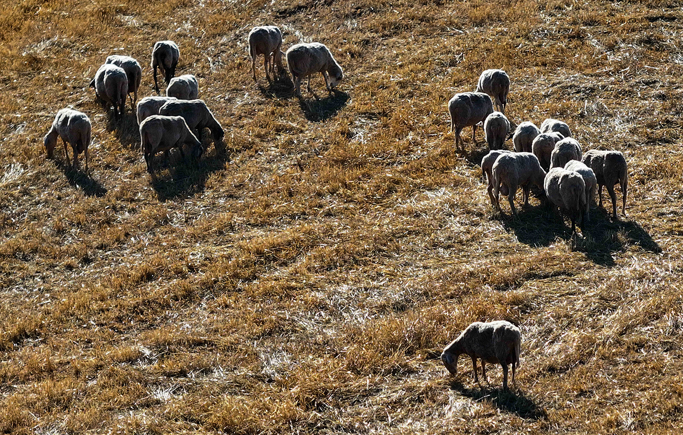 ΟΠΕΚΕΠΕ: Η βασική ενίσχυση στους αγρότες παραμένει αμετάβλητη, διαβεβαιώνει ο οργανισμός