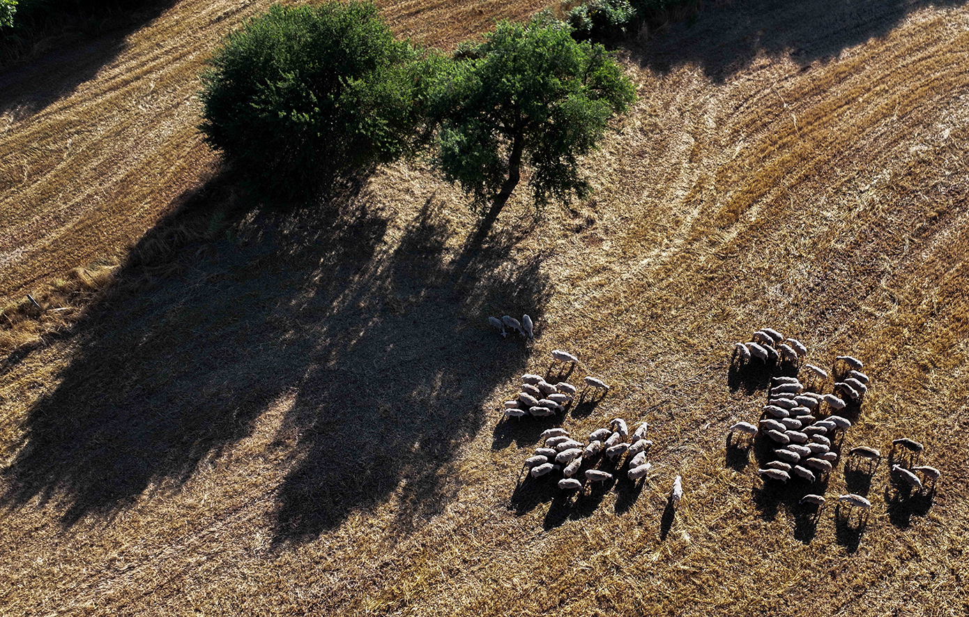 Ζωονόσοι αφανίζουν το 1/5 των ζώων στις Σέρρες –  20.000 θανατώθηκαν λόγω ευλογιάς το τελευταίο τρίμηνο, ακολουθούν άλλα 10.000