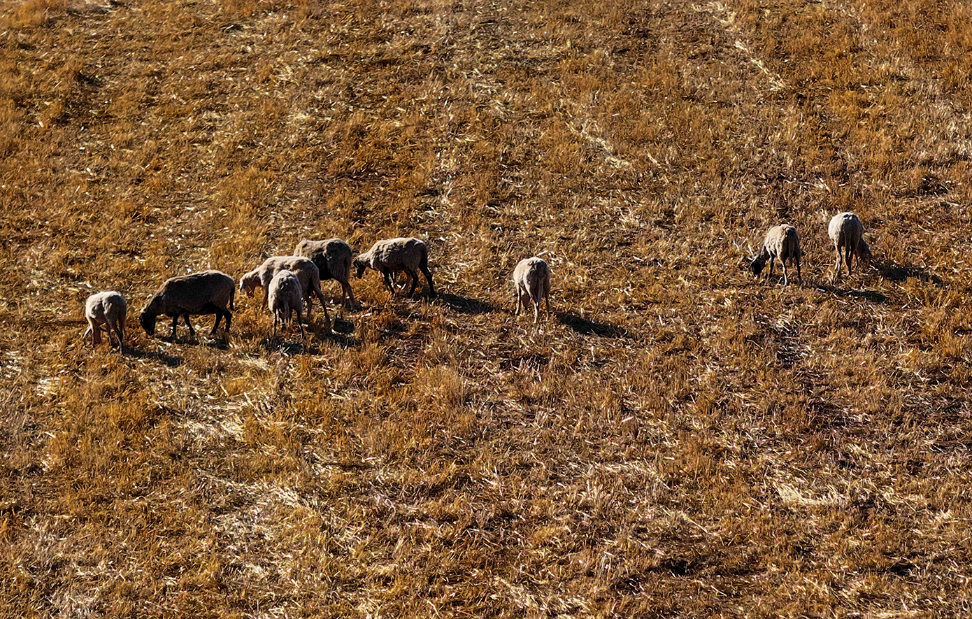 Πάνω από 423.000 ζώα έχουν εξοντωθεί λόγω ευλογιάς – 52 νέα περιστατικά σε 14 περιφέρειες