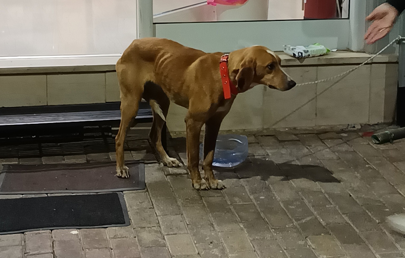 Σοκαριστικό συμβάν κακοποίησης ζώου στην Αρκαδία – Έκλεισαν σκυλίτσα σε σακί και την πέταξαν σε κάδο απορριμμάτων