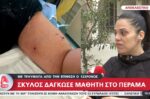Σκύλος επιτέθηκε σε 12χρονο κοντά σε σχολείο στο Πέραμα – Τι ανέφερε η μητέρα για τον ιδιοκτήτη;