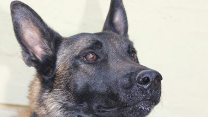 Νεκρός ο Echo, ο σκύλος ντεντέκτιβ της Anubis: Από τον εντοπισμό του Μπάμπη στο Μεσολόγγι, στην έρευνα για τον Βασίλη Καλογήρου