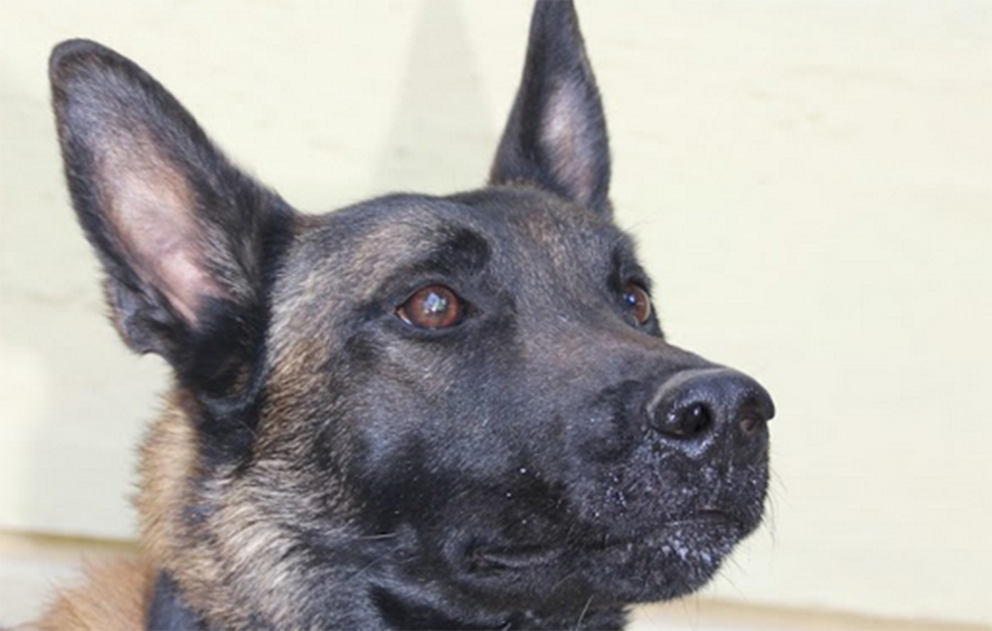 Νεκρός ο Echo, ο σκύλος ντεντέκτιβ της Anubis: Από τον εντοπισμό του Μπάμπη στο Μεσολόγγι, στην έρευνα για τον Βασίλη Καλογήρου