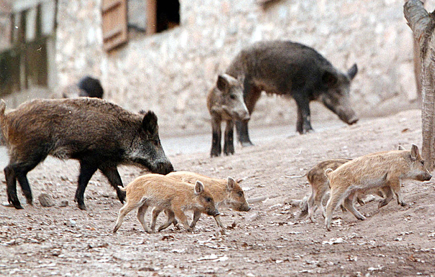 Πρωτοβουλία δημάρχου Πυλαίας για την παρουσία άγριων ζώων στη Θεσσαλονίκη