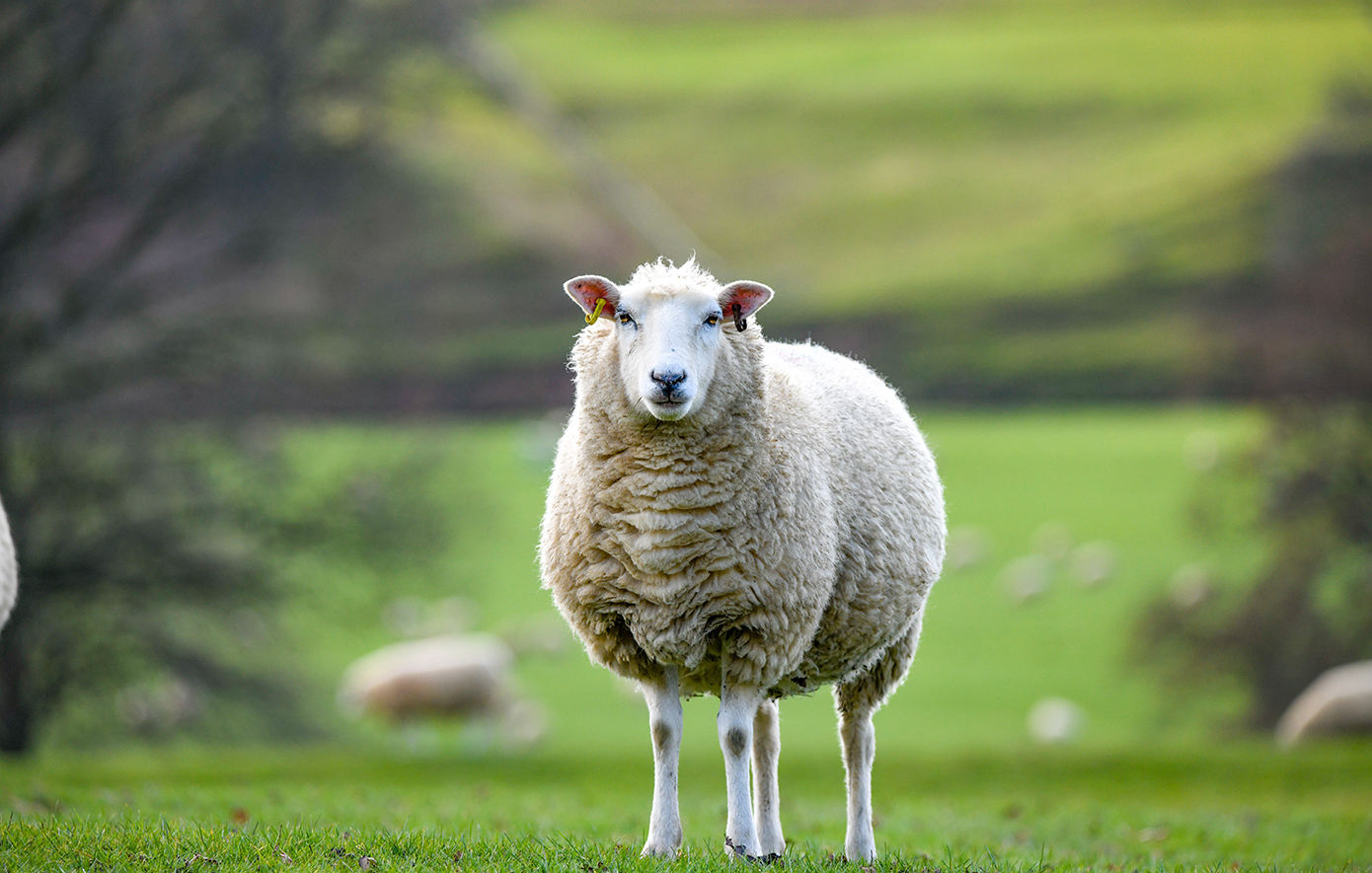 Σύλληψη τεσσάρων Βούλγαρων για παράνομη διακίνηση προβάτων