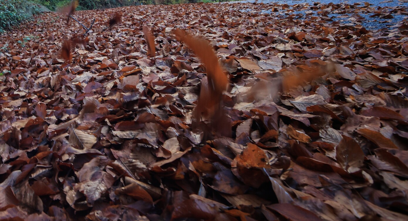 Τόνοι φύλλων συλλέγονται καθημερινά στον δήμο Θεσσαλονίκης και μετατρέπονται σε κομπόστ