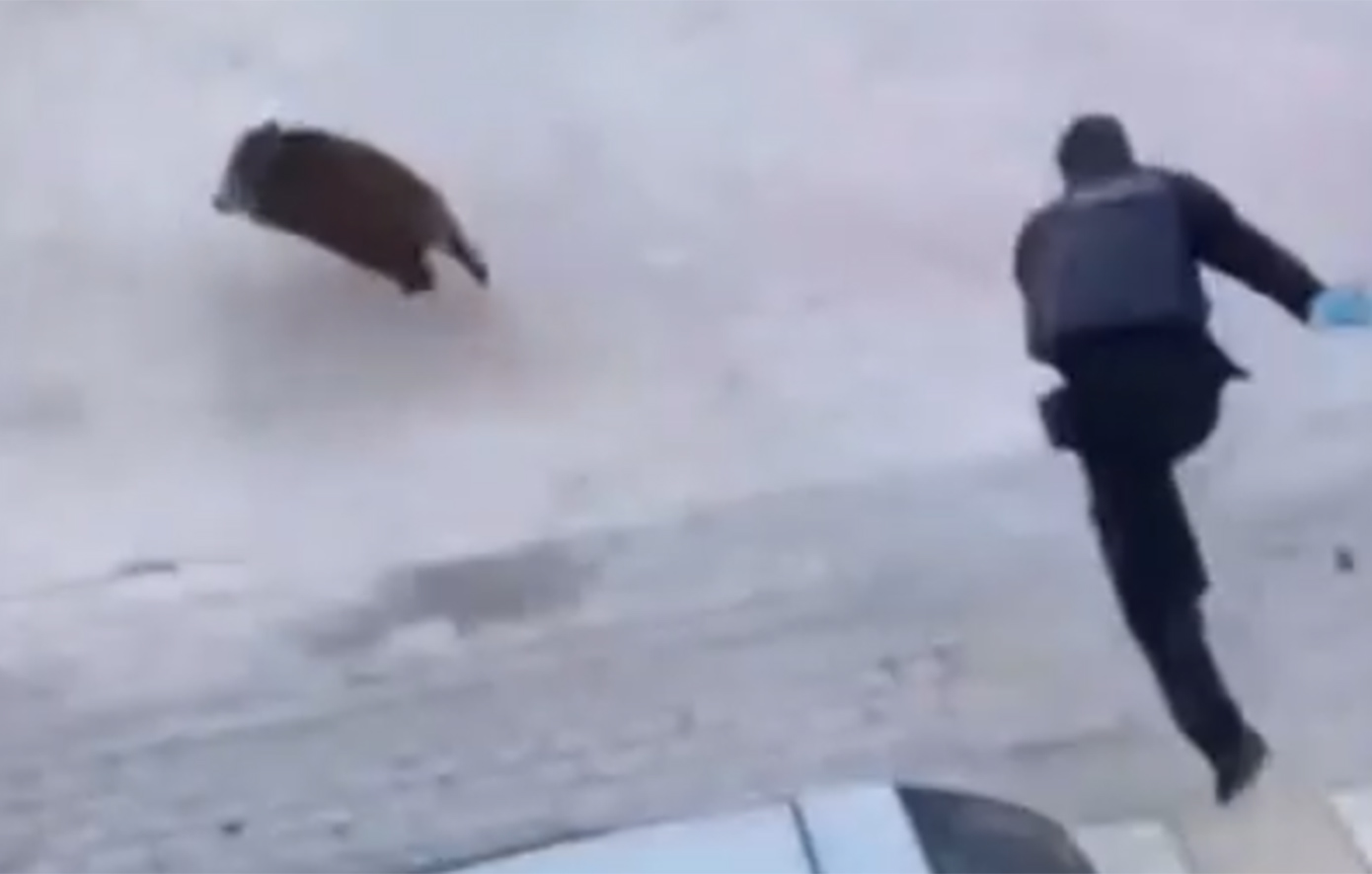 Εκπληκτικές στιγμές στη Θεσσαλονίκη: Αγριογούρουνο στον Εύοσμο, αστυνομικοί το καταδίωκαν στο κέντρο της πόλης