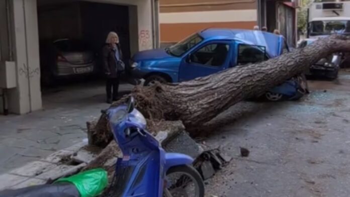 Κατάρρευση τεράστιου δέντρου στη Θεσσαλονίκη, φθορές σε παρκαρισμένα οχήματα