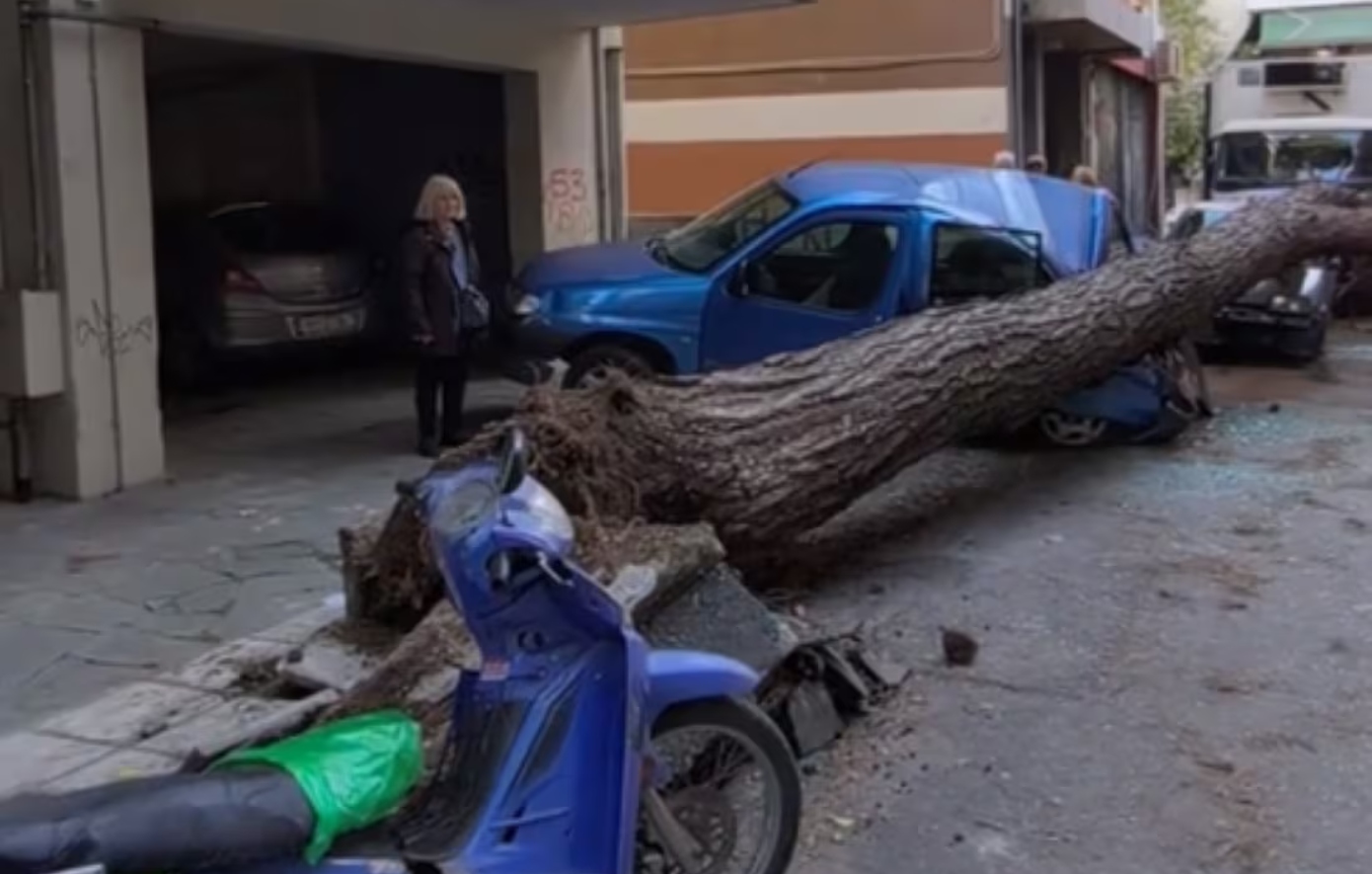 Κατάρρευση τεράστιου δέντρου στη Θεσσαλονίκη, φθορές σε παρκαρισμένα οχήματα