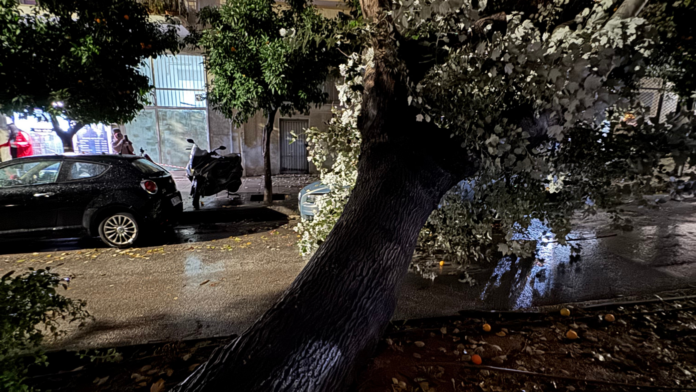 Λεύκα ξεριζώθηκε και έπεσε σε πολυκατοικία στο Πασαλιμάνι: Κλειστή η οδός Χαριλάου Τρικούπη